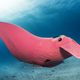 Imagen para el artículo titulado Un fotógrafo captura imágenes de la única mantarraya rosa conocida en el mundo
